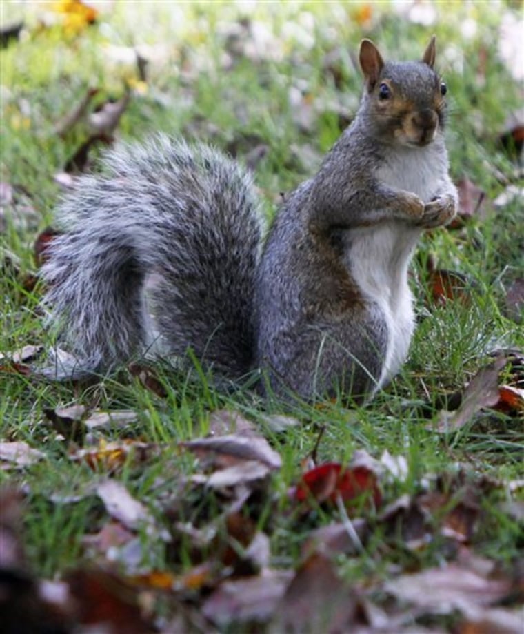 This gray squirrel is among growing population in Montpelier, Vt. 